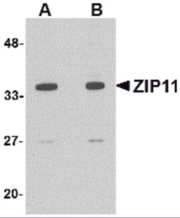 Western blot analysis of ZIP11 in mouse kidney tissue lysate with ZIP11 antibody at (A) 1 and (B) 2 μg/mL.