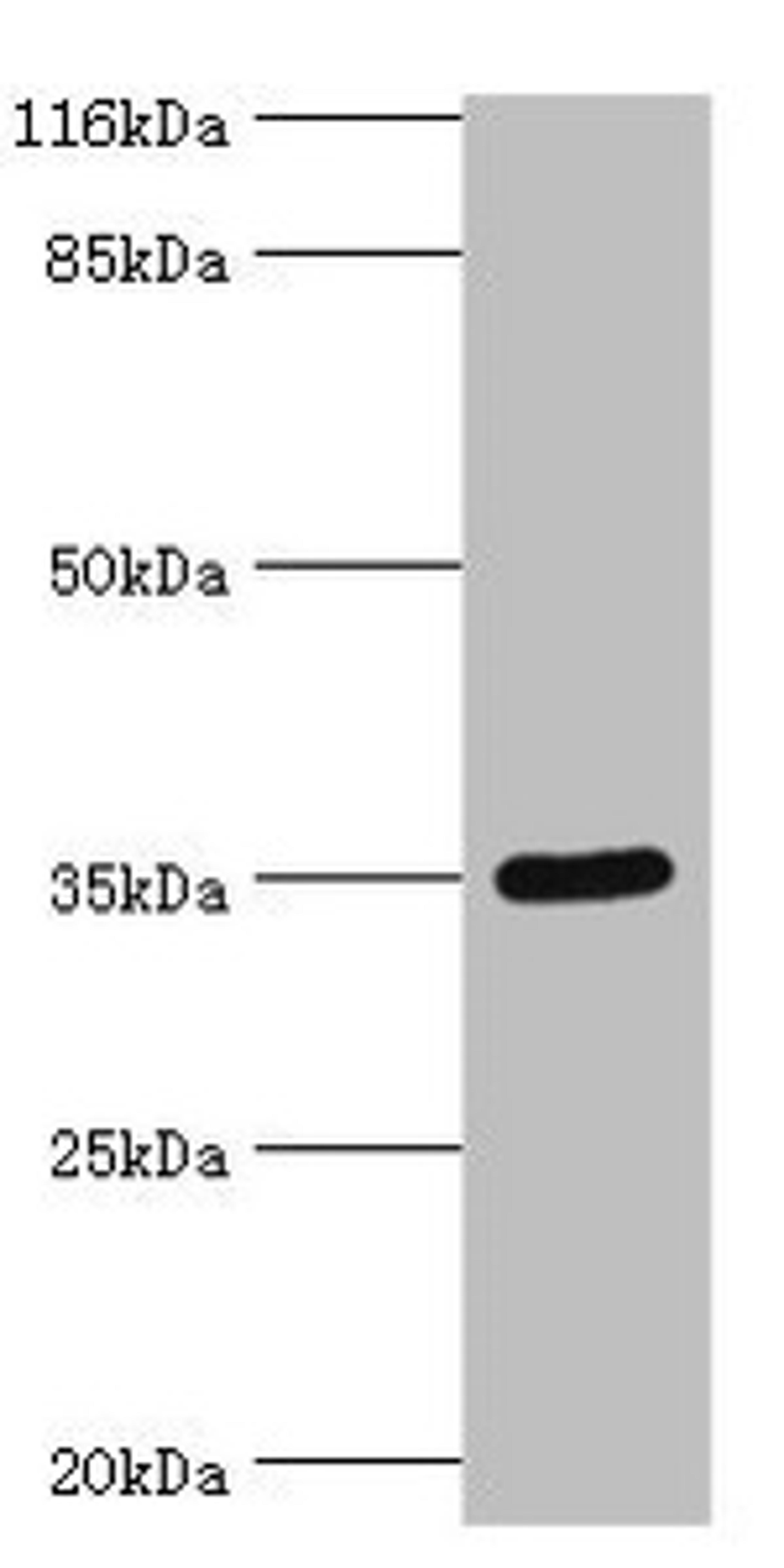 Western blot. All lanes: SULT1B1 antibody at 24µg/ml + Mouse small intestine tissue. Secondary. Goat polyclonal to rabbit IgG at 1/10000 dilution. Predicted band size: 35 kDa. Observed band size: 35 kDa