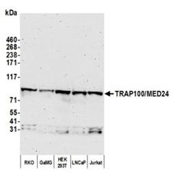 Detection of human TRAP100/MED24 by western blot.