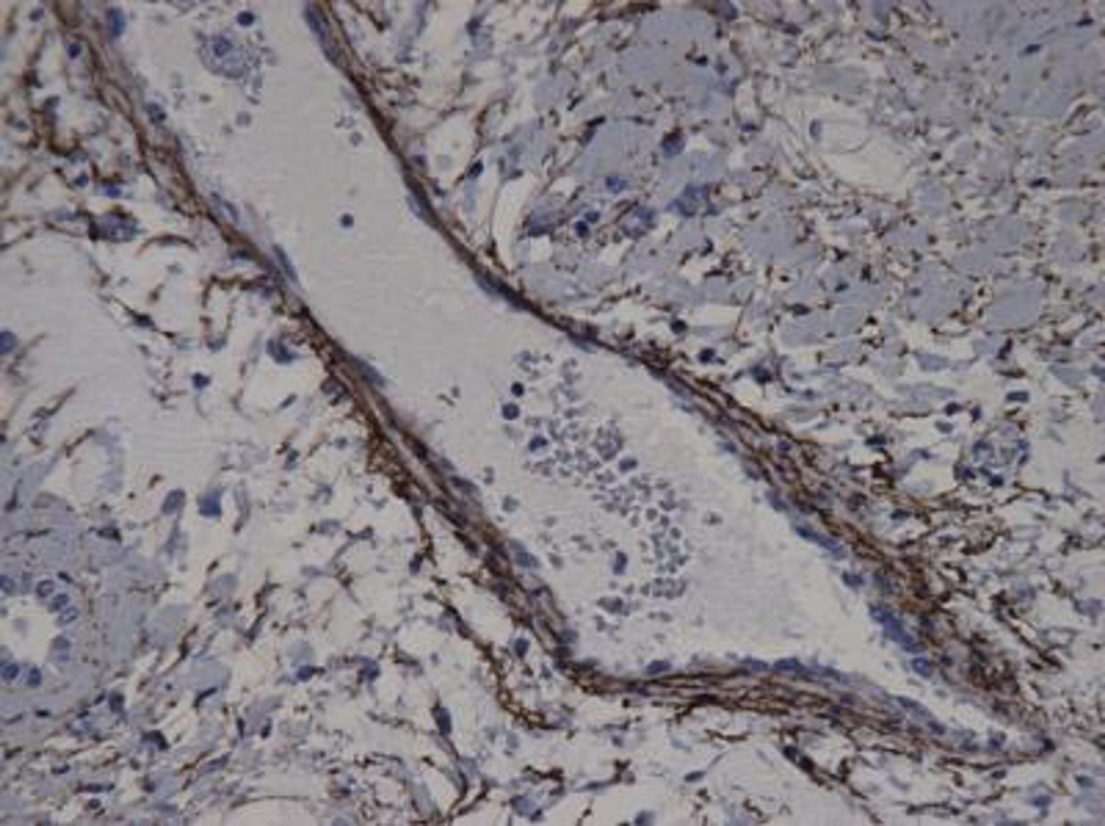 Immunohistochemistry-Paraffin: Elastin Antibody (BA-4) [NB100-2076] - Elastin surrounding blood vessel in pig testis. Image from verified customer review.