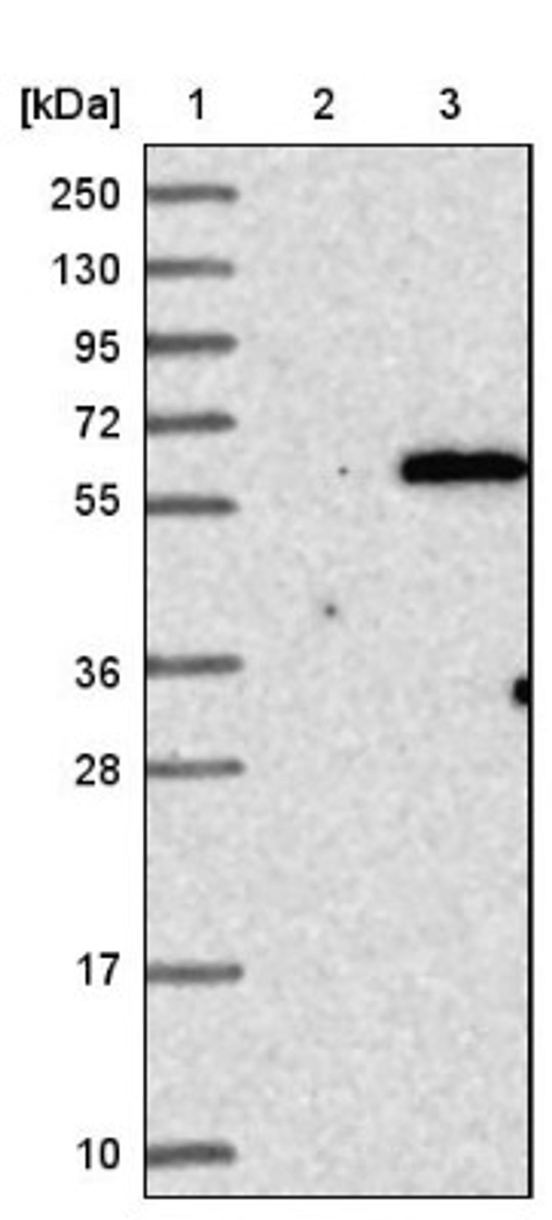 Western Blot: RUNX1 Antibody [NBP1-89105] - Lane 1: Marker [kDa] 250, 130, 95, 72, 55, 36, 28, 17, 10<br/>Lane 2: Negative control (vector only transfected HEK293T lysate)<br/>Lane 3: Over-expression lysate (Co-expressed with a C-terminal myc-DDK tag (~3.1 kDa) in mammalian HEK293T cells, LY419764)