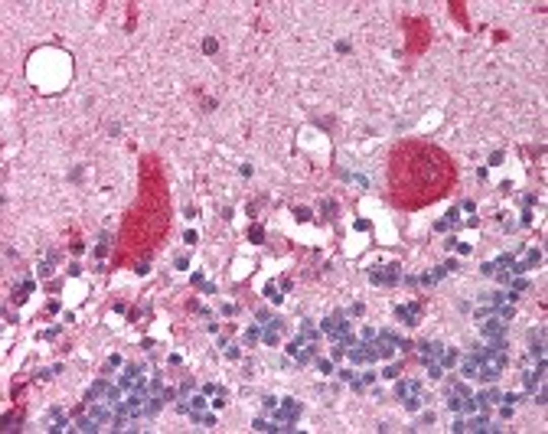 Immunohistochemistry staining of NCOA1 in cerebellum tissue using NCOA1 monoclonal Antibody.