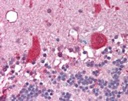 Immunohistochemistry staining of NCOA1 in cerebellum tissue using NCOA1 monoclonal Antibody.