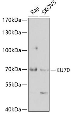 Western blot - KU70 antibody (A2076)