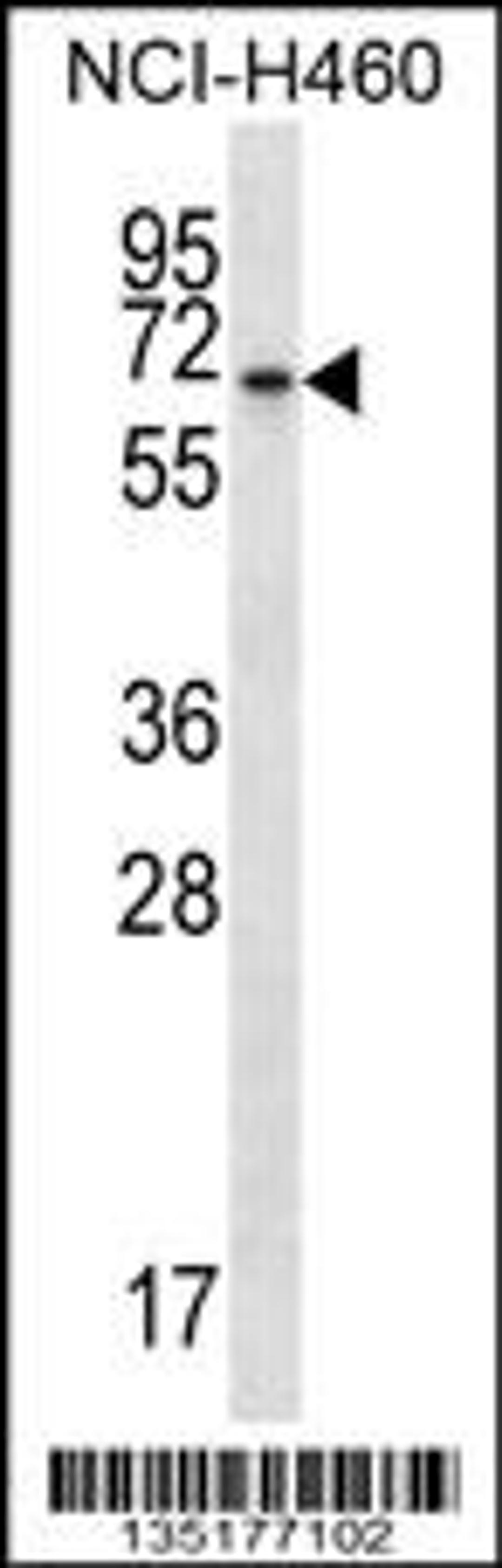 Western blot analysis in NCI-H460 cell line lysates (35ug/lane).