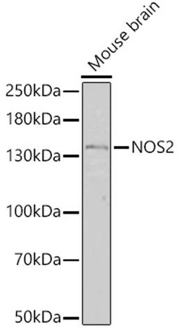 Western blot - NOS2 antibody (A18247)