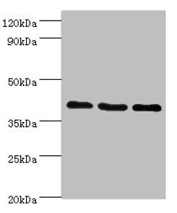 Western blot. All lanes: GPRC5A antibody at 8ug/ml. Lane 1: Hela whole cell lysate. Lane 2: HepG2 whole cell lysate. Lane 3: MCF-7 whole cell lysate. Secondary. Goat polyclonal to rabbit IgG at 1/10000 dilution. Predicted band size: 40 kDa. Observed band size: 40 kDa.