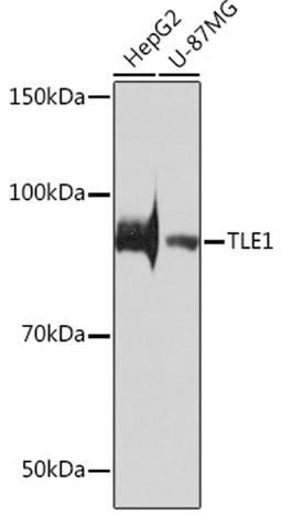 Western blot - TLE1 Rabbit mAb (A3528)