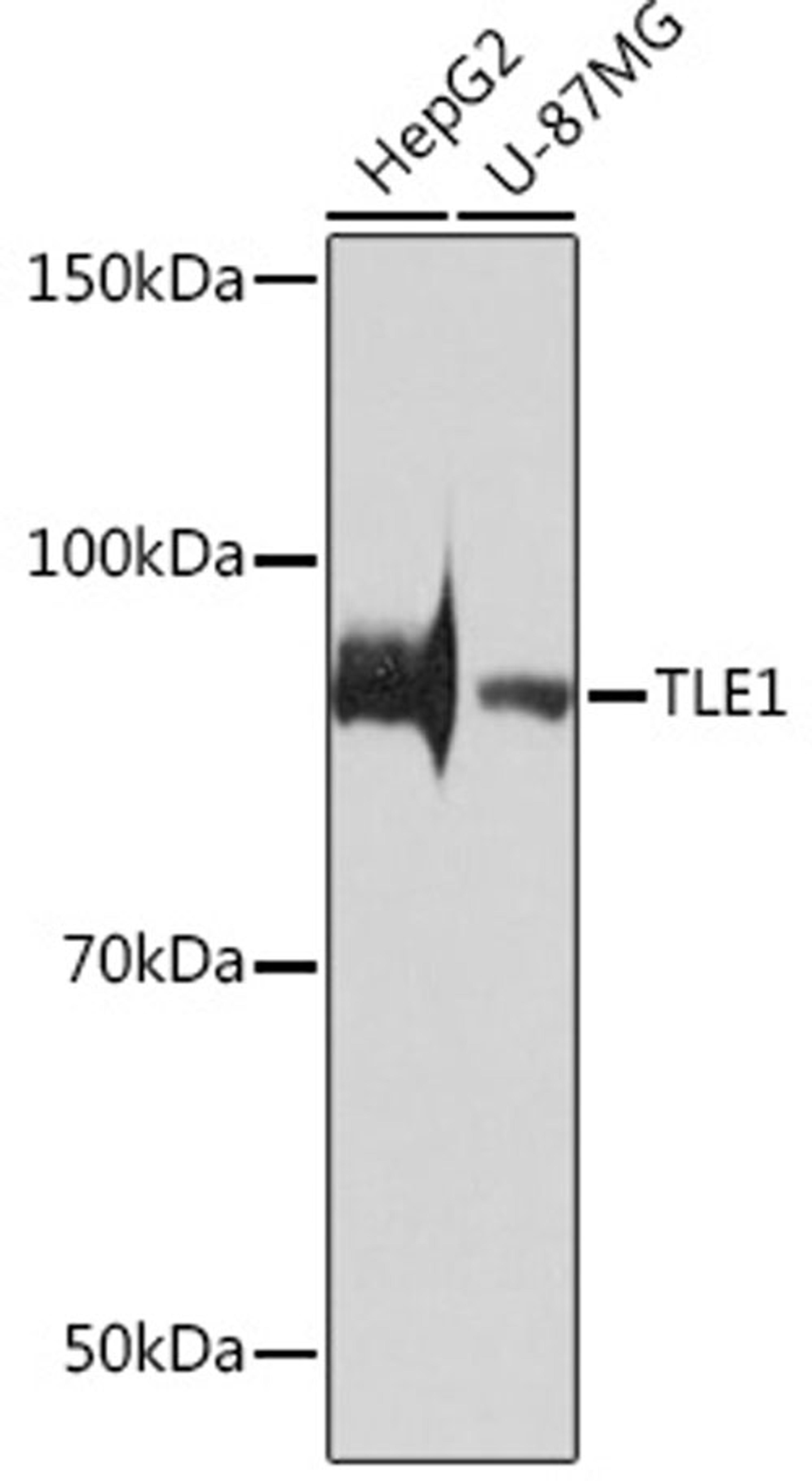 Western blot - TLE1 Rabbit mAb (A3528)
