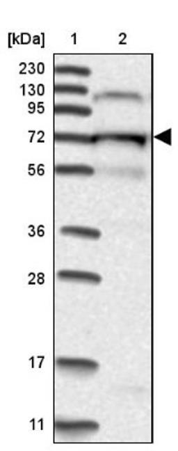 Western Blot: KLC4 Antibody [NBP1-88772] - Lane 1: Marker [kDa] 230, 130, 95, 72, 56, 36, 28, 17, 11<br/>Lane 2: Human cell line RT-4