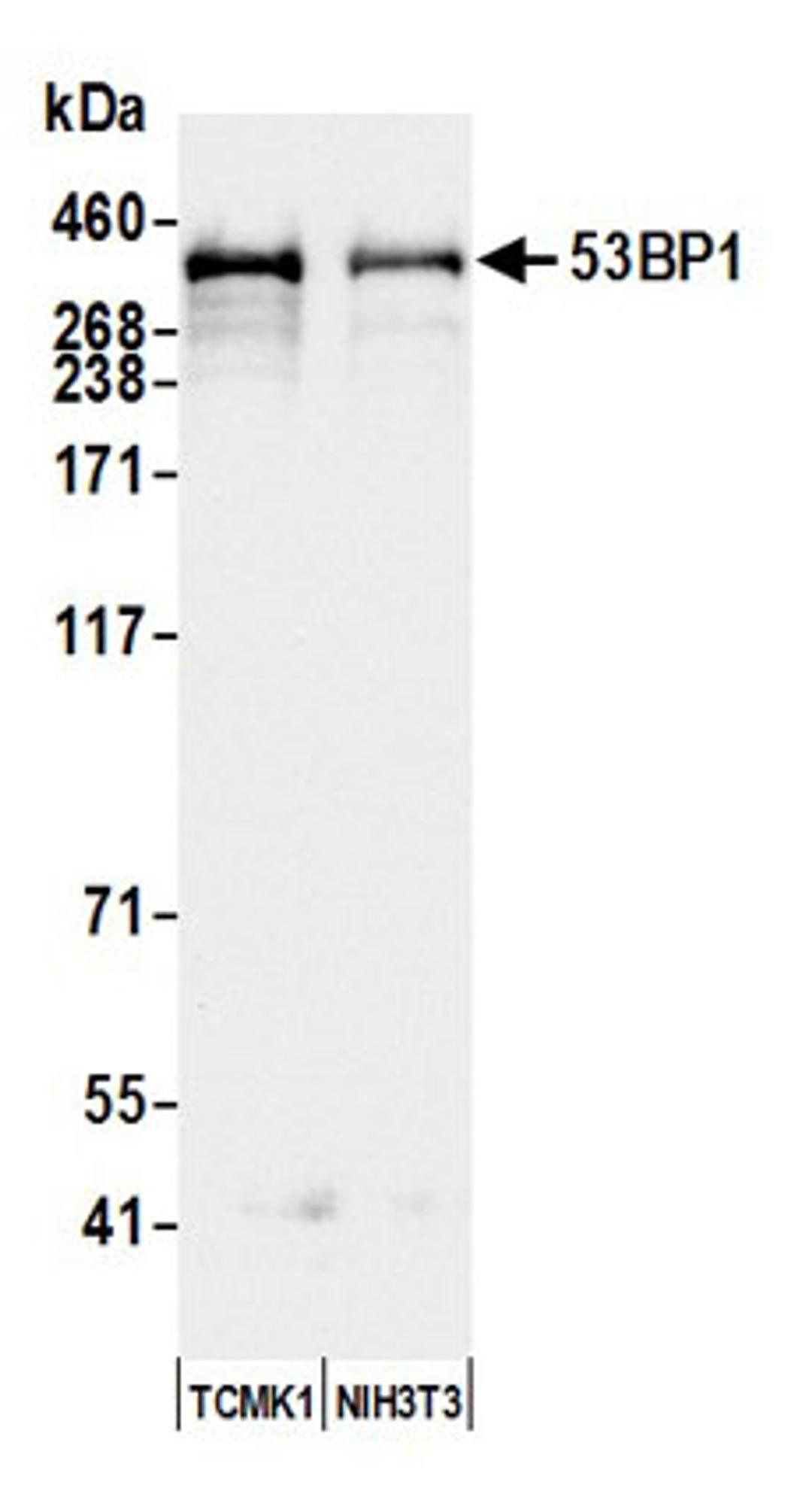 Detection of mouse 53BP1 by western blot.