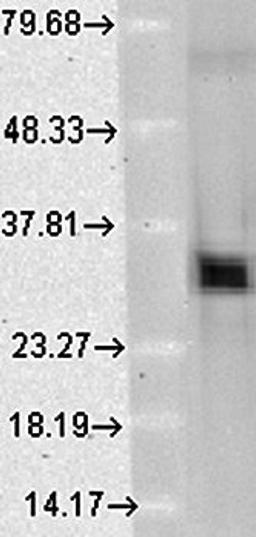 Western blot analysis of HO1 antibody