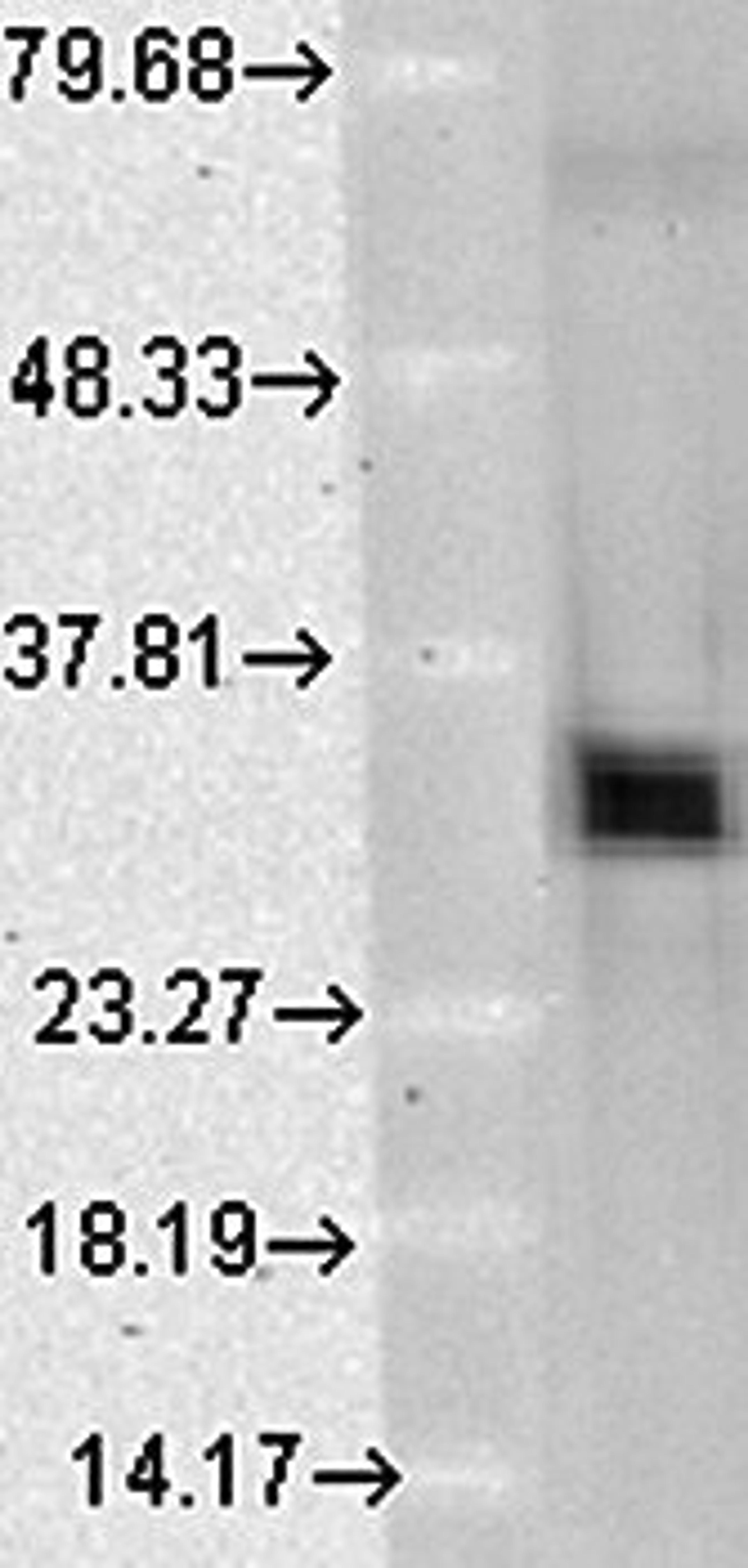 Western blot analysis of HO1 antibody