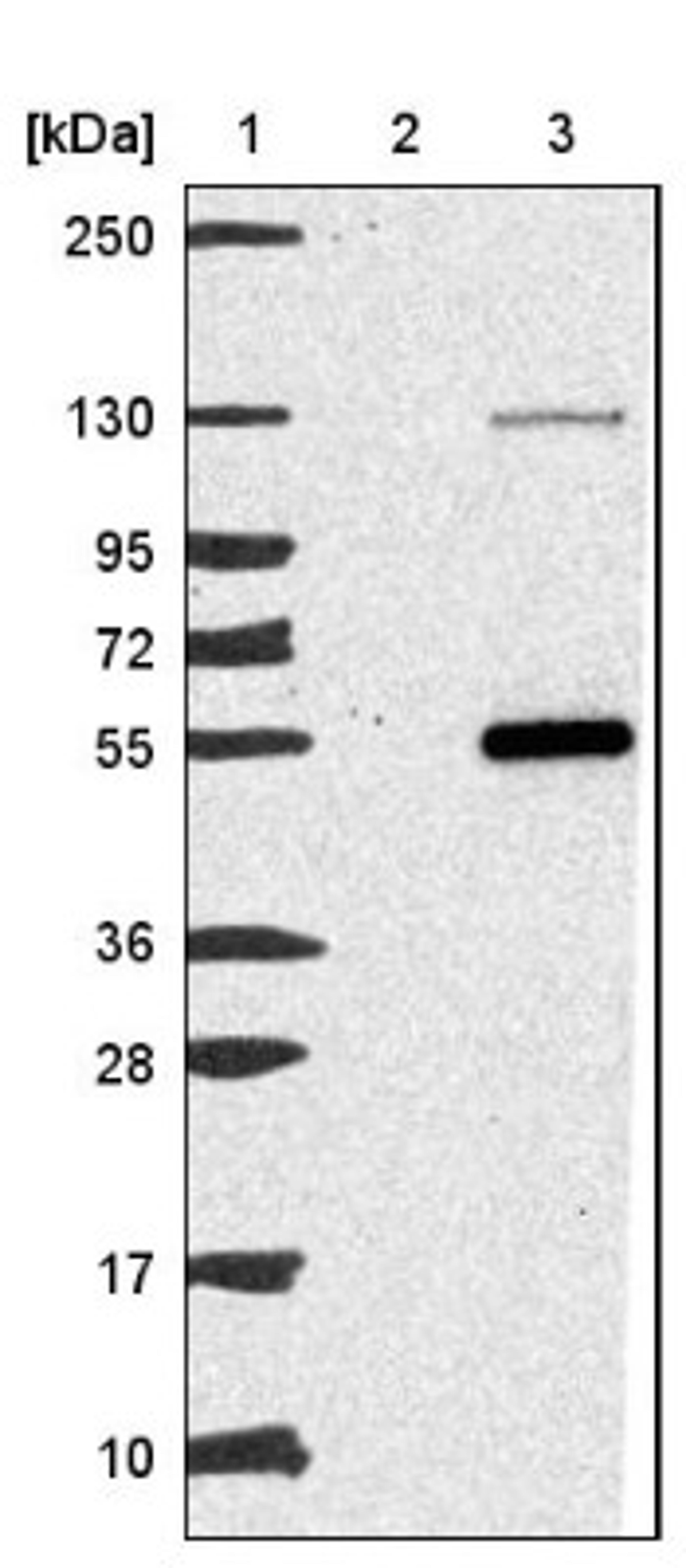 Western Blot: C7orf52 Antibody [NBP1-93791] - Lane 1: Marker [kDa] 250, 130, 95, 72, 55, 36, 28, 17, 10<br/>Lane 2: Negative control (vector only transfected HEK293T lysate)<br/>Lane 3: Over-expression lysate (Co-expressed with a C-terminal myc-DDK tag (~3.1 kDa) in mammalian HEK293T cells, LY404865)