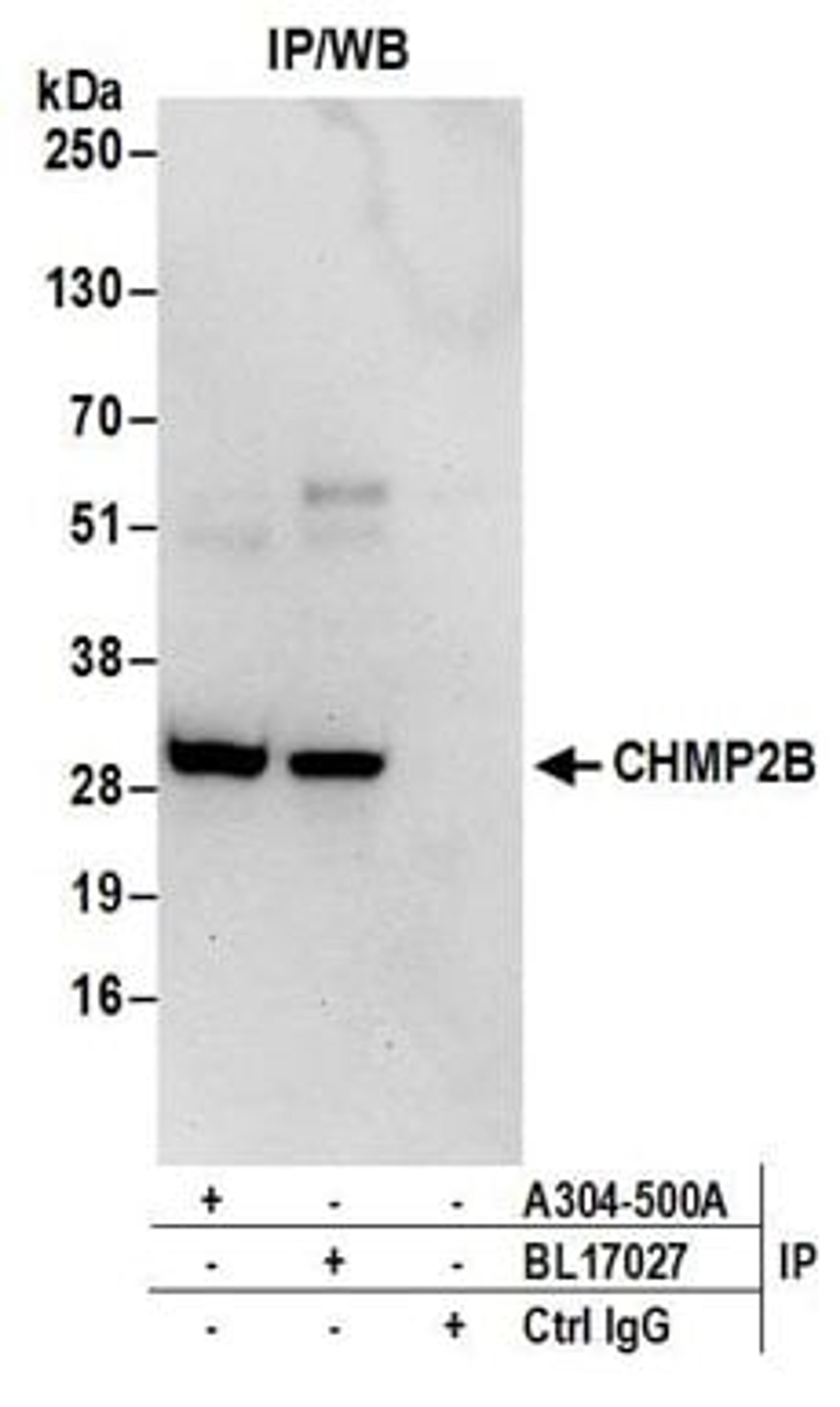 Detection of human CHMP2B by western blot of immunoprecipitates.