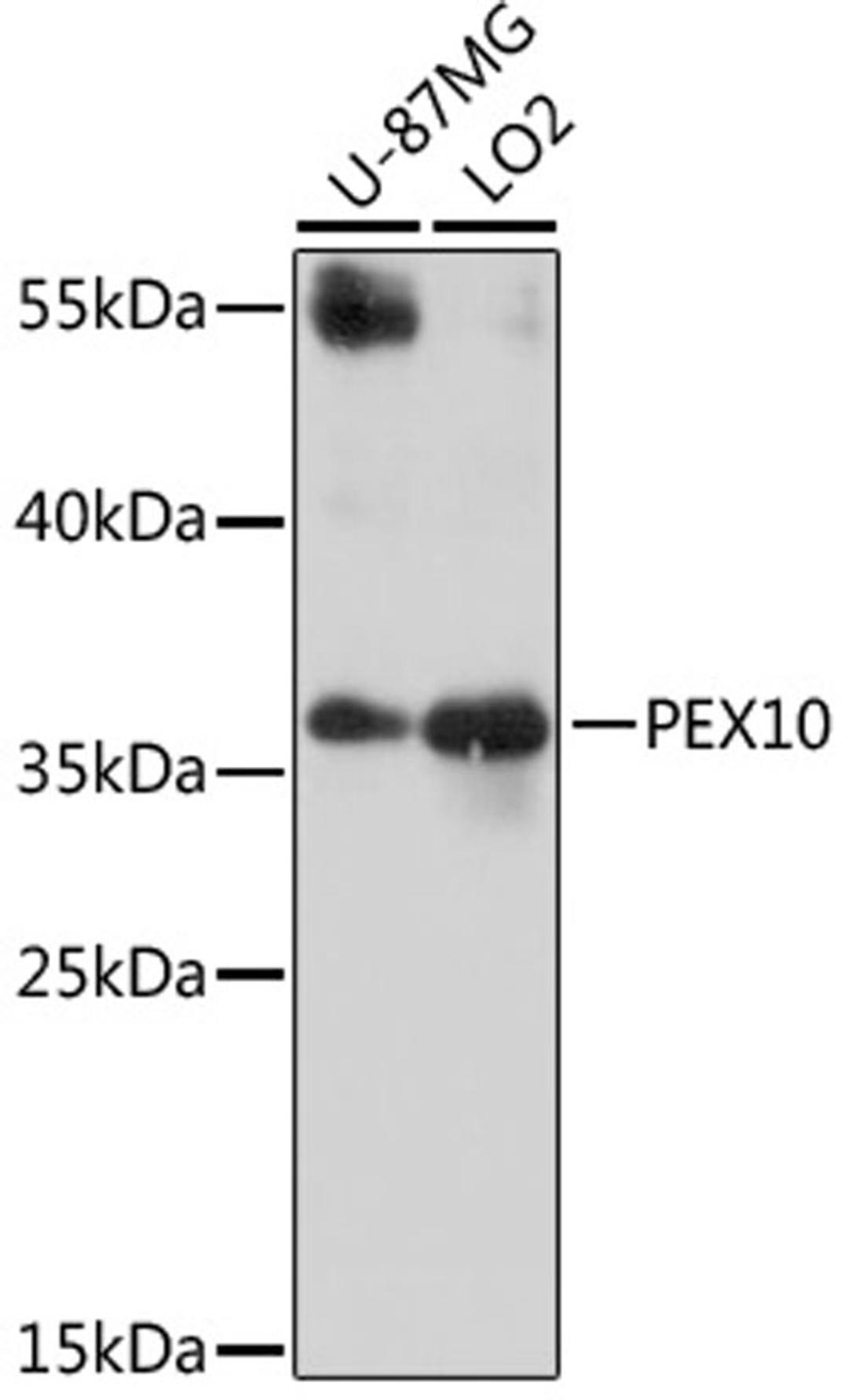 Western blot - PEX10 antibody (A16948)