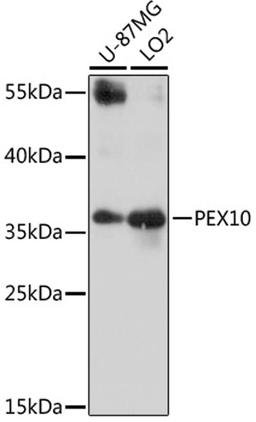 Western blot - PEX10 antibody (A16948)