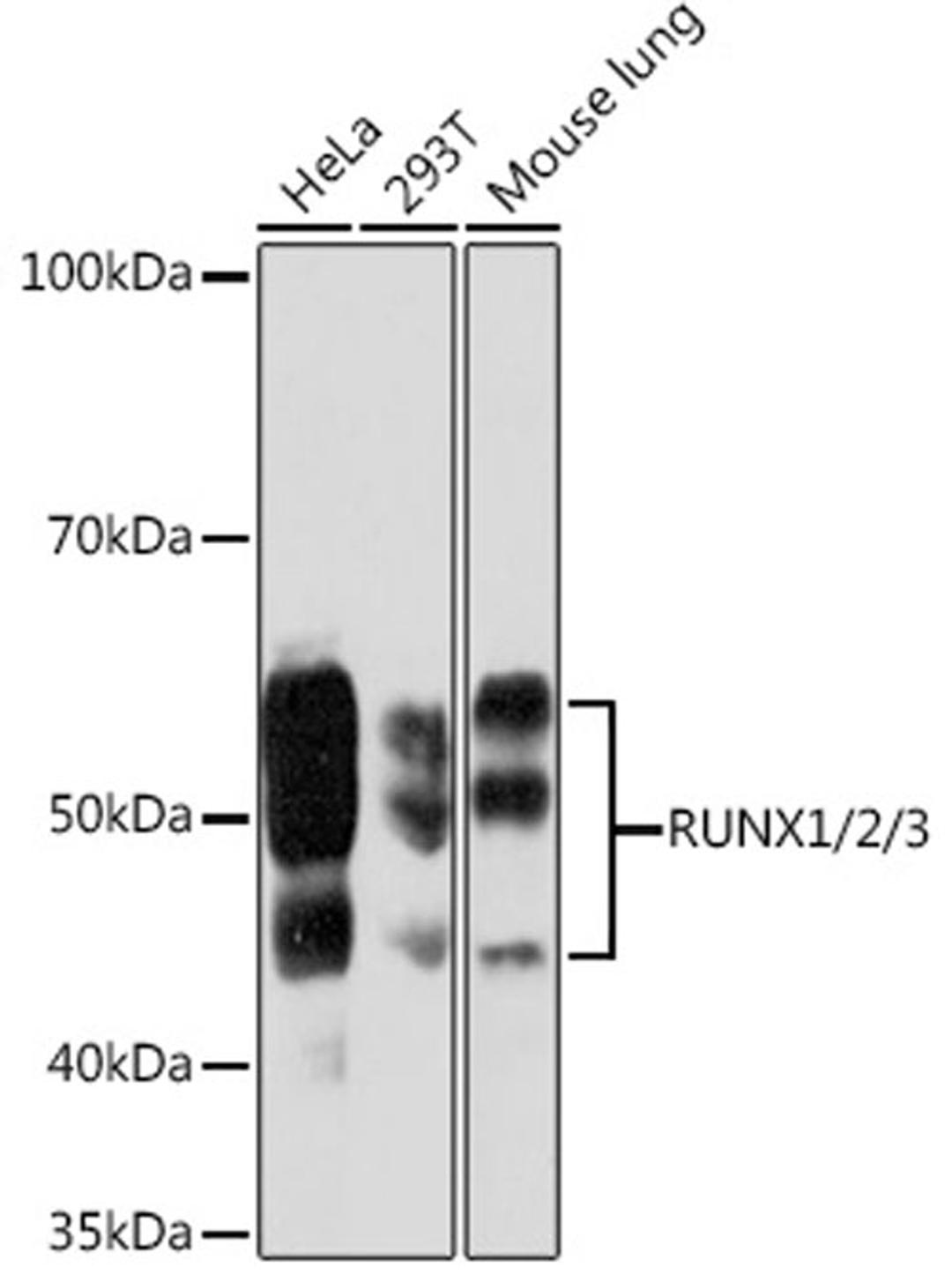 Western blot - RUNX1/2/3 Rabbit mAb (A5115)
