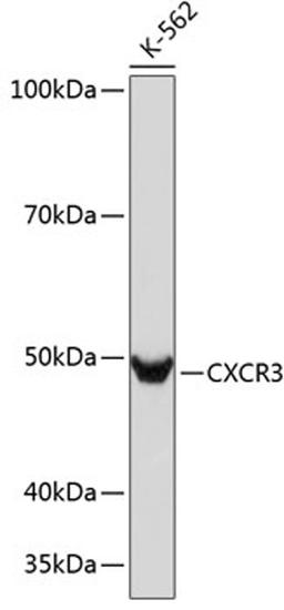 Western blot - CXCR3 Rabbit mAb (A11294)