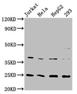 Western Blot. Positive WB detected in: Jurkat whole cell lysate, Hela whole cell lysate, HepG2 whole cell lysate, 293 whole cell lysate. All lanes: HAMP antibody at 2.15μg/ml. Secondary. Goat polyclonal to rabbit IgG at 1/50000 dilution. Predicted band size: 10 KDa. Observed band size: 25 KDa.