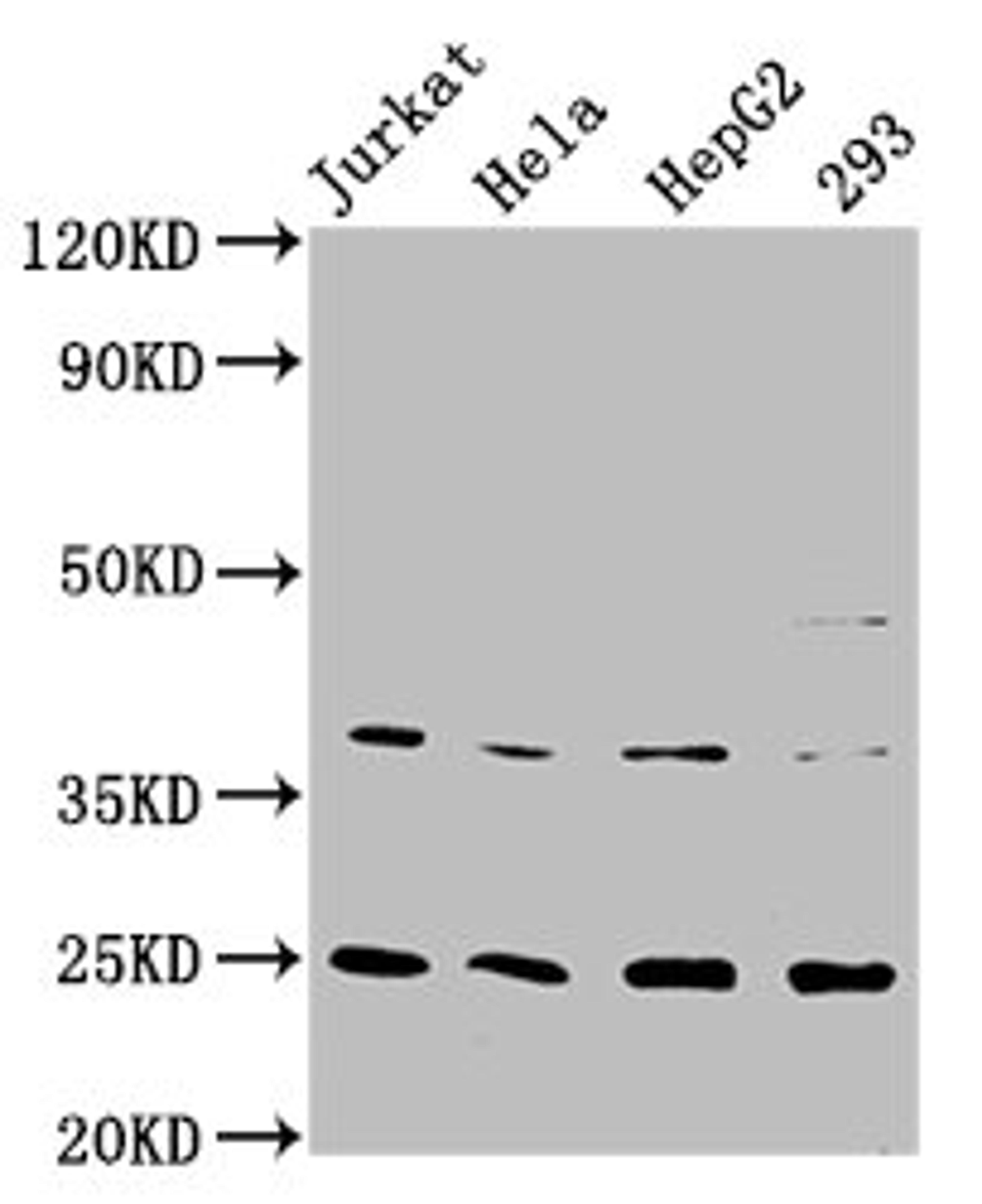 Western Blot. Positive WB detected in: Jurkat whole cell lysate, Hela whole cell lysate, HepG2 whole cell lysate, 293 whole cell lysate. All lanes: HAMP antibody at 2.15μg/ml. Secondary. Goat polyclonal to rabbit IgG at 1/50000 dilution. Predicted band size: 10 KDa. Observed band size: 25 KDa.