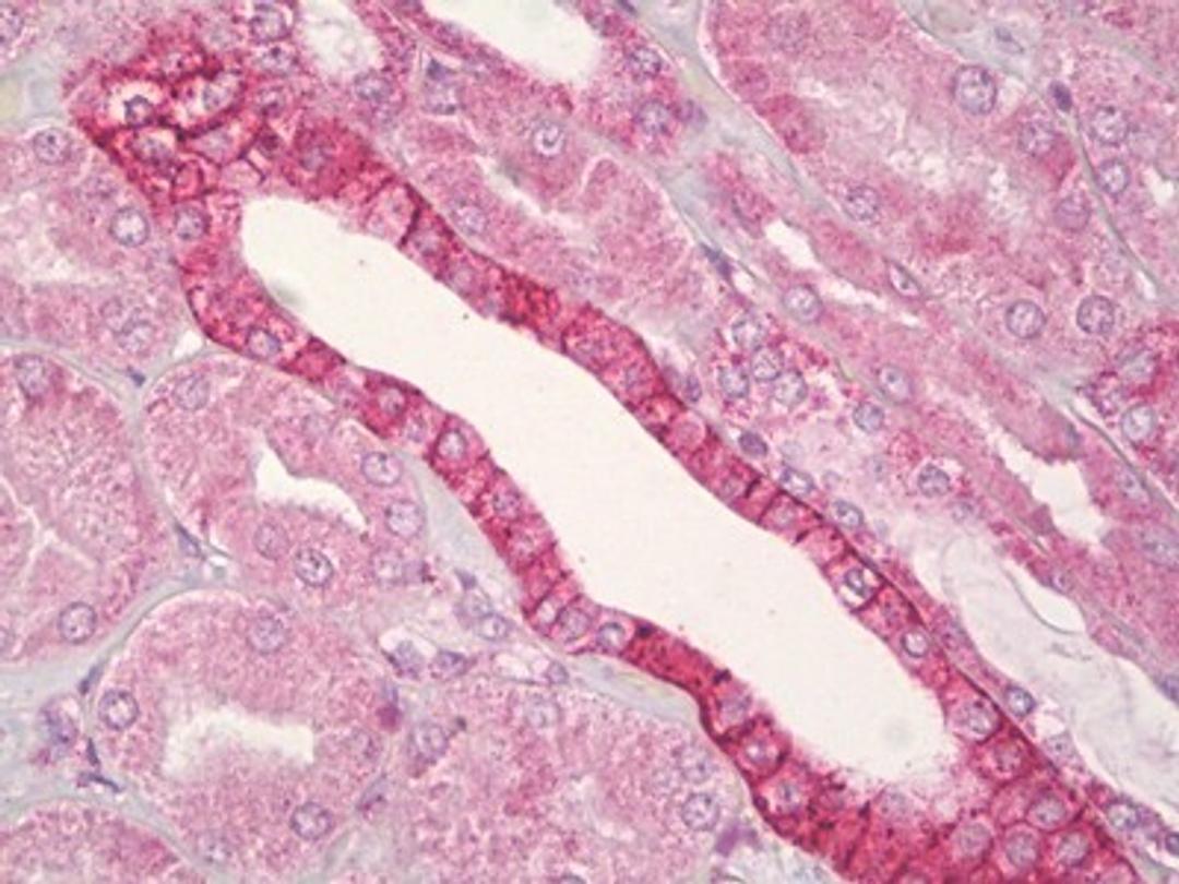 Immunohistochemistry-Paraffin: ERK1/ERK2 Antibody [NBP2-11510] - Analysis of anti-ERK1/2 antibody with human kidney, renal duct at concentration 10 ug/ml.