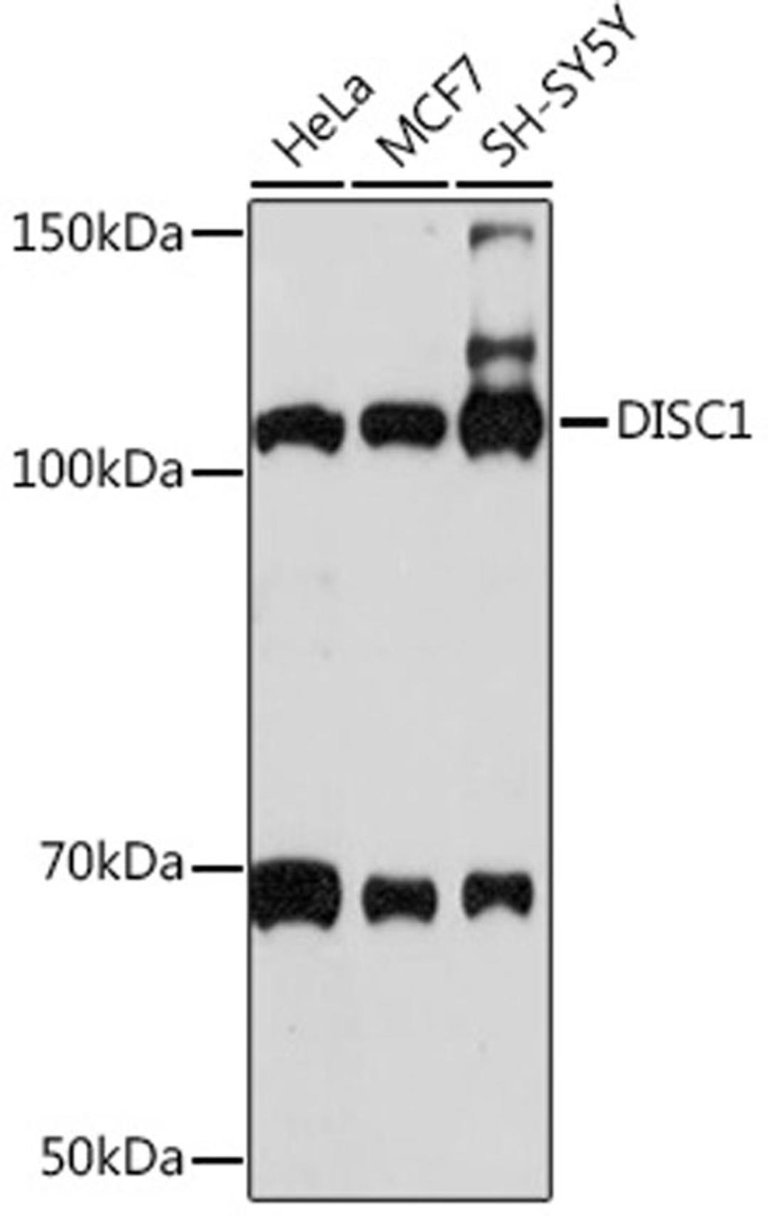 Western blot - DISC1 Rabbit mAb (A4678)