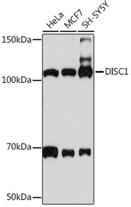 Western blot - DISC1 Rabbit mAb (A4678)