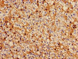 Immunohistochemistry of paraffin-embedded human adrenal gland tissue using CSB-PA009448LA01HU at dilution of 1:100
