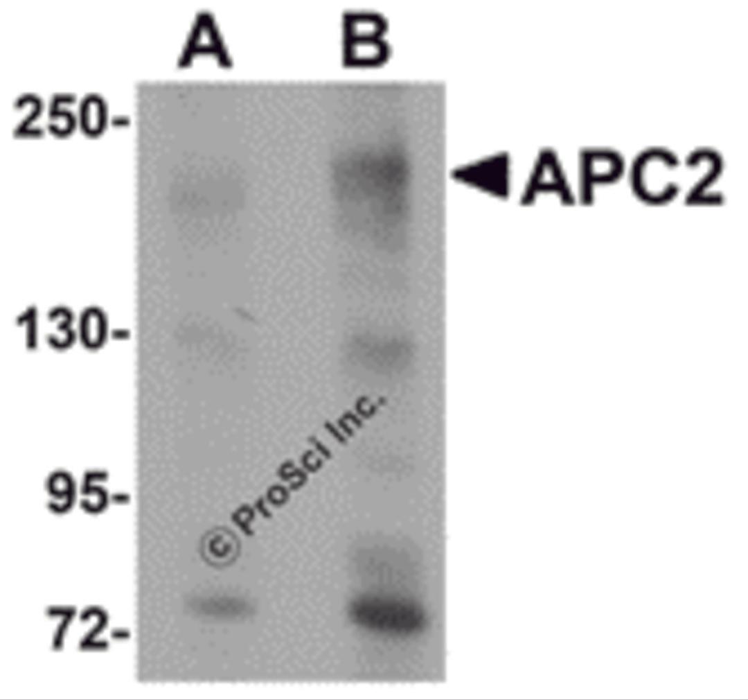 Western blot analysis of APC2 in HeLa cell lysate with APC2 antibody at (A) 1 and (B) 2 μg/mL.
