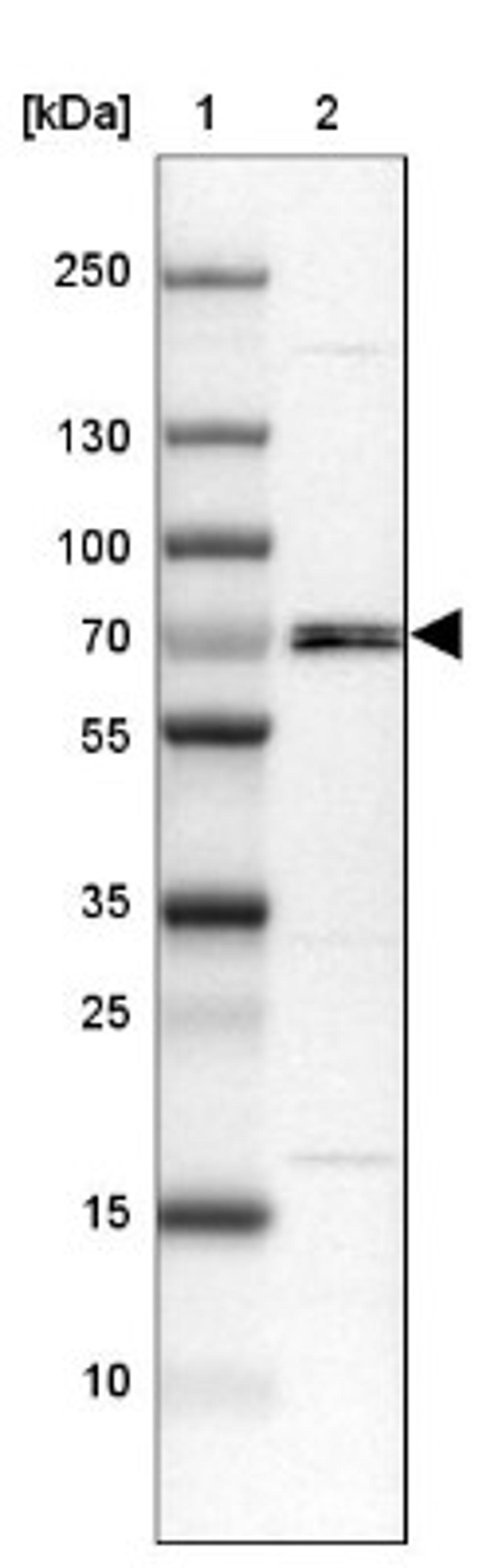 Western Blot: Nrf1 Antibody [NBP1-89125] - Lane 1: Marker [kDa] 250, 130, 100, 70, 55, 35, 25, 15, 10<br/>Lane 2: MOLT-4