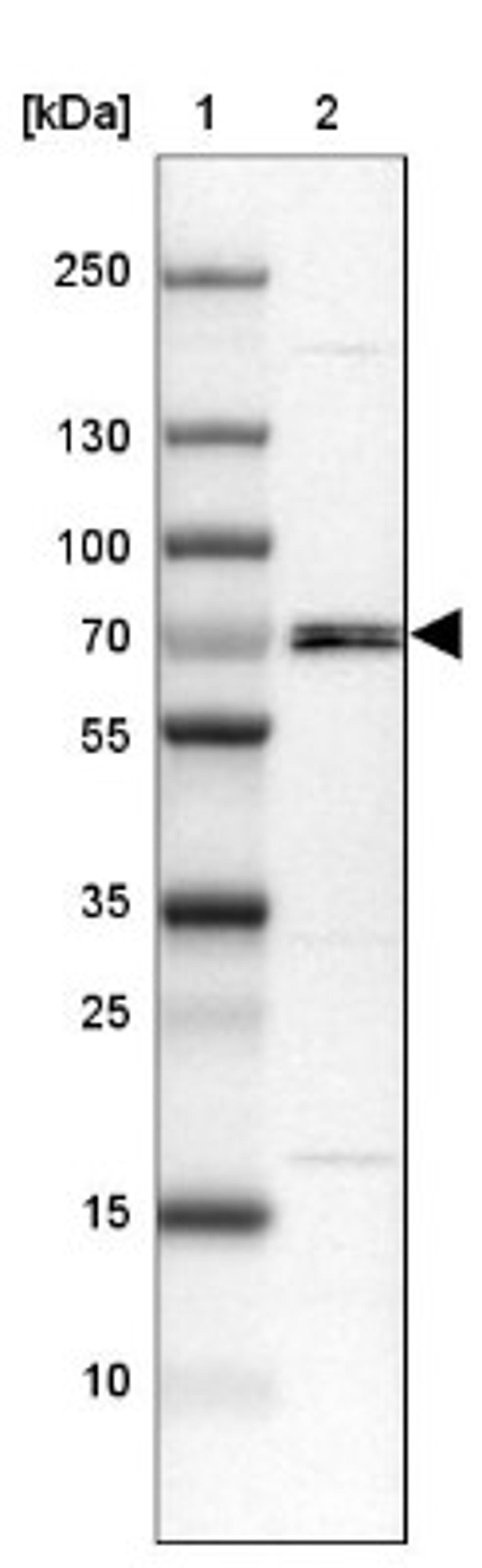 Western Blot: Nrf1 Antibody [NBP1-89125] - Lane 1: Marker [kDa] 250, 130, 100, 70, 55, 35, 25, 15, 10<br/>Lane 2: MOLT-4