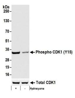 Detection of human Phospho CDK1 (Y15) by western blot.