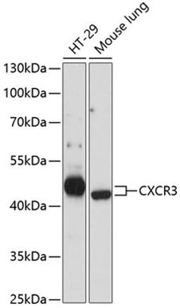 Western blot - CXCR3 Antibody (A11601)