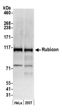 Detection of human Rubicon by western blot.