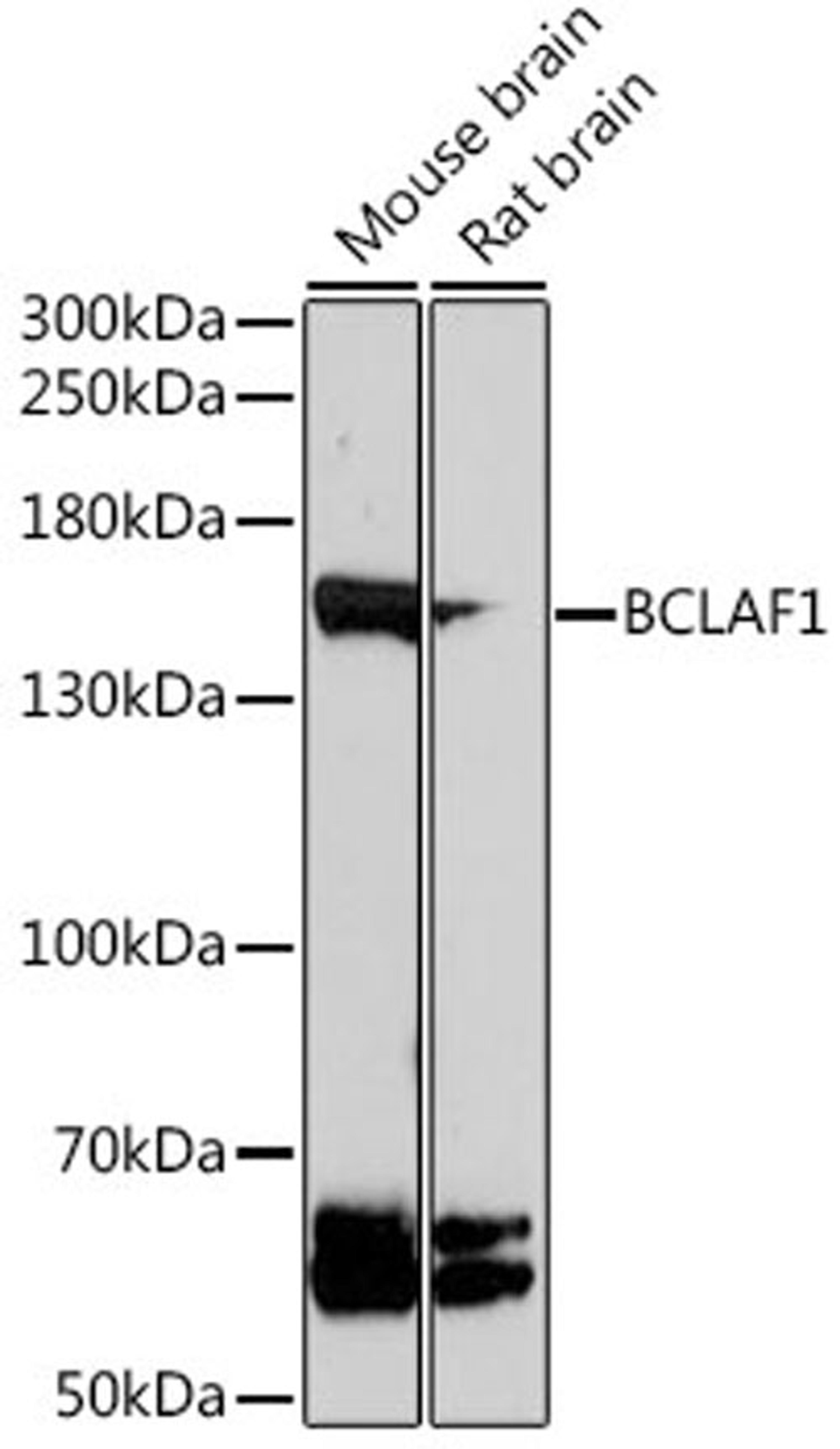 Western blot - BCLAF1 antibody (A16473)