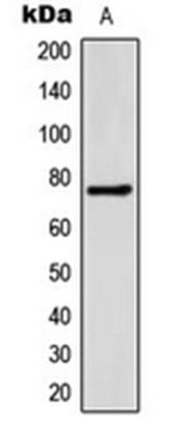 Western blot analysis of HeLa (Lane 1) whole cell lysates using FATP5 antibody