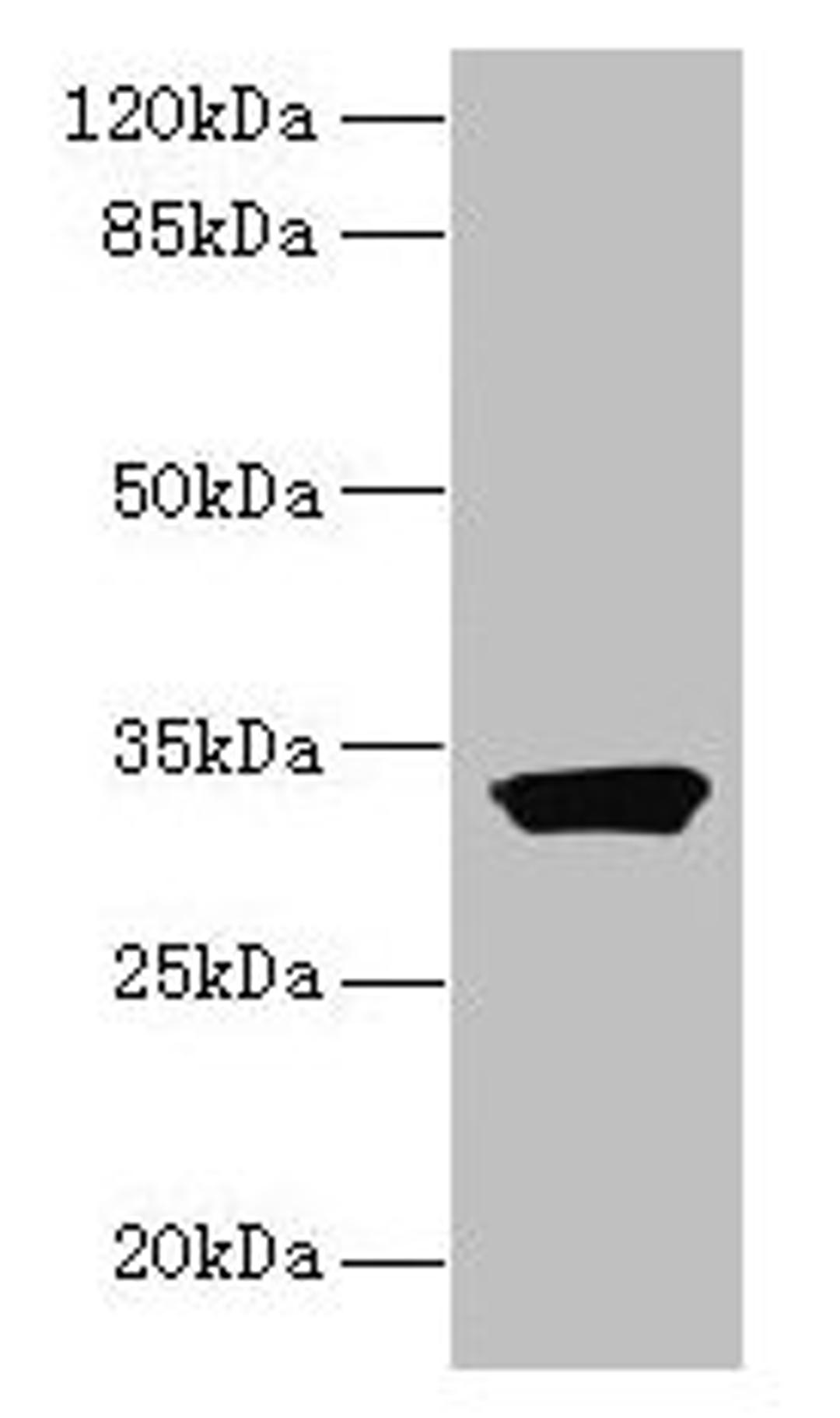 Western blot. All lanes: ODF3L1 antibody at 3µg/ml + HT29 whole cell lysate. Secondary. Goat polyclonal to rabbit IgG at 1/10000 dilution. Predicted band size: 32 kDa. Observed band size: 32 kDa