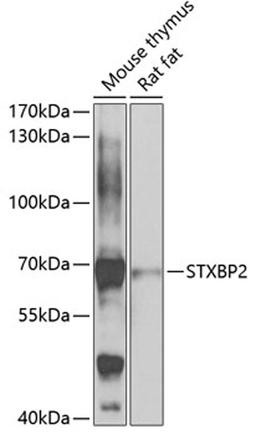 Western blot - STXBP2 antibody (A7735)