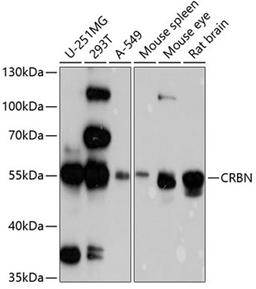 Western blot - CRBN antibody (A4722)