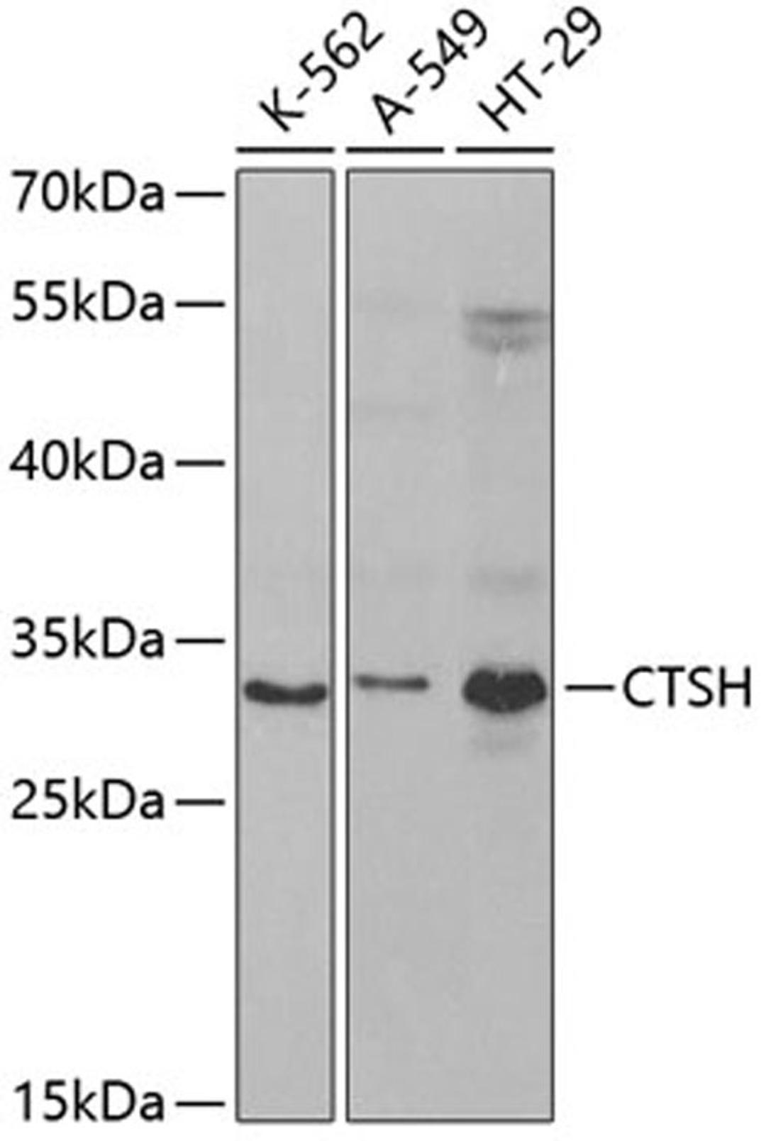 Western blot - CTSH antibody (A5368)