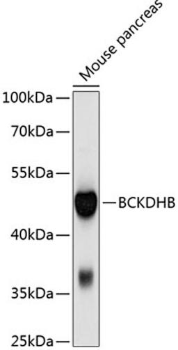 Western blot - BCKDHB antibody (A10533)