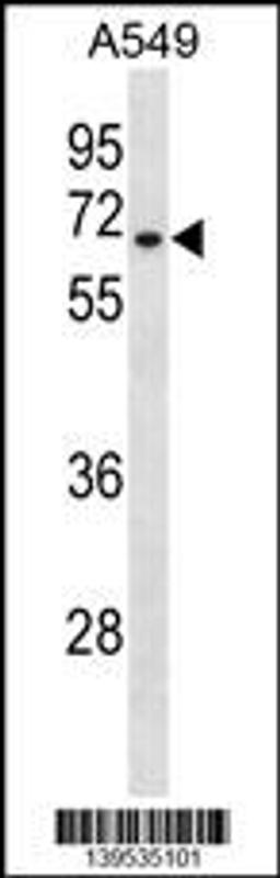 Western blot analysis in A549 cell line lysates (35ug/lane).