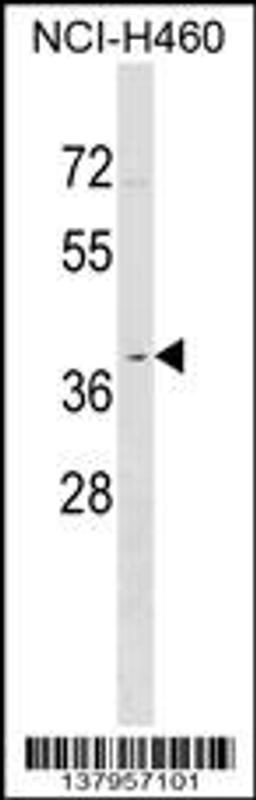 Western blot analysis in NCI-H460 cell line lysates (35ug/lane).