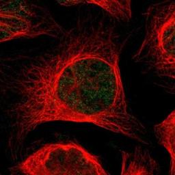 Immunocytochemistry/Immunofluorescence: MGST2 Antibody [NBP1-82653] - Staining of human cell line U-2 OS shows positivity in nuclei.