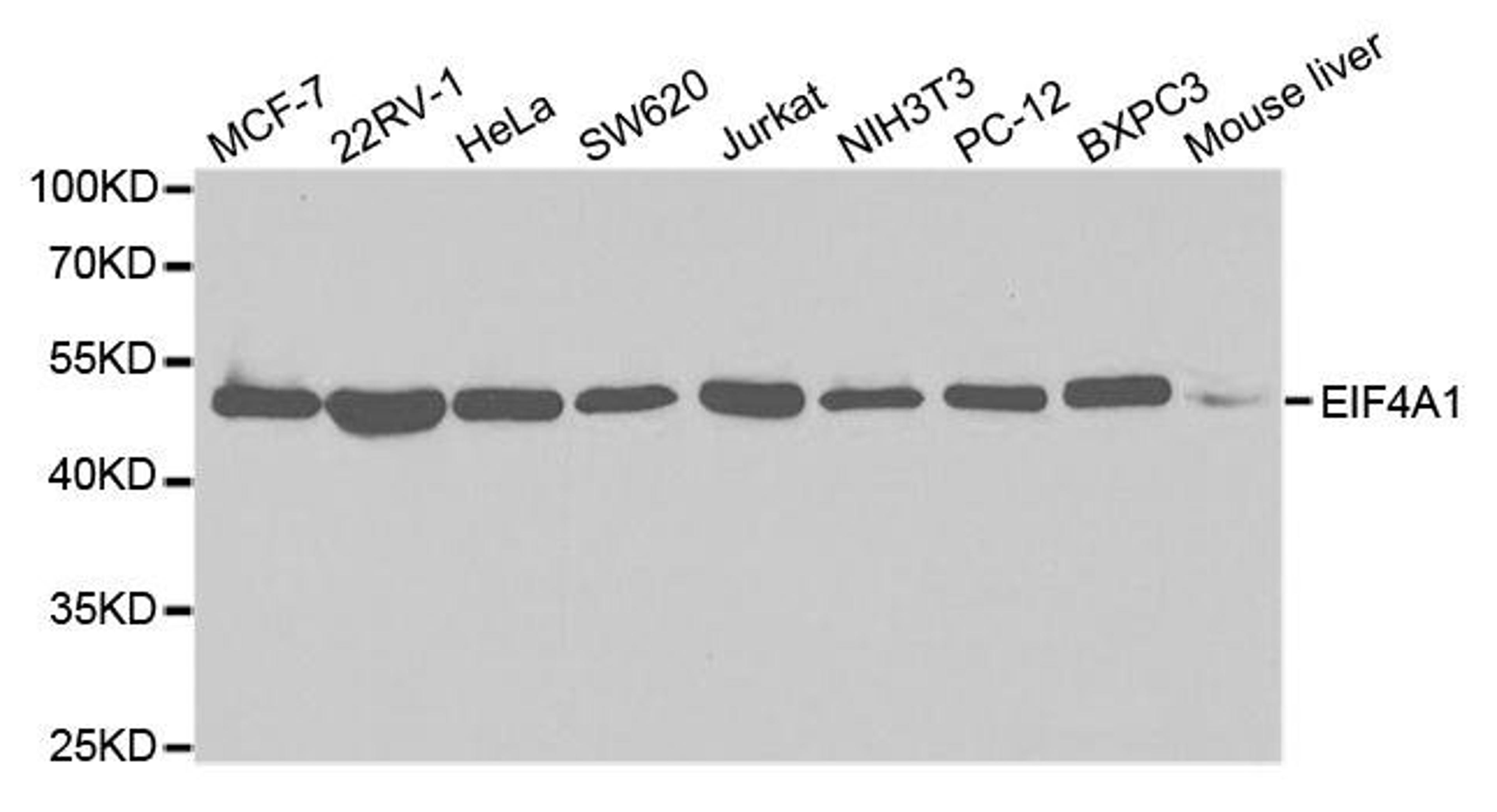 Western blot analysis of extracts of various cell lines using EIF4A1 antibody