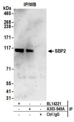 Detection of human SBP2 by western blot of immunoprecipitates.