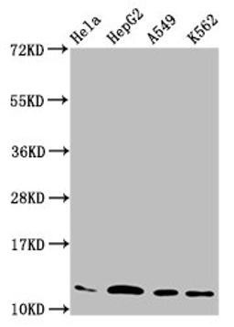 Western Blot. Positive WB detected in: Hela whole cell lysate, HepG2 whole cell lysate, A549 whole cell lysate, K562 whole cell lysate. All lanes: HIST1H4A antibody at 2.2µg/ml. Secondary. Goat polyclonal to rabbit IgG at 1/50000 dilution. Predicted band size: 12 kDa. Observed band size: 12 kDa