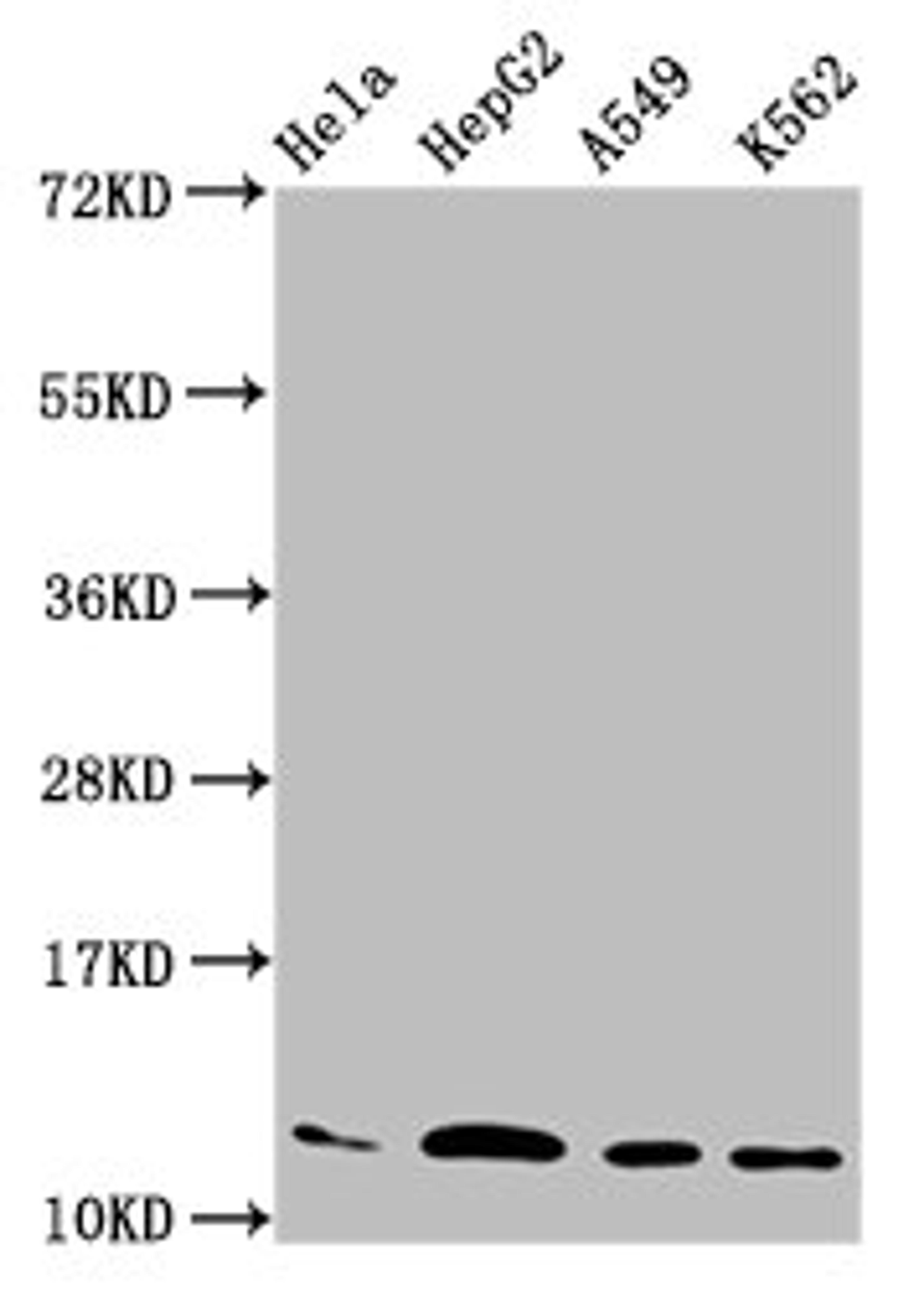Western Blot. Positive WB detected in: Hela whole cell lysate, HepG2 whole cell lysate, A549 whole cell lysate, K562 whole cell lysate. All lanes: HIST1H4A antibody at 2.2µg/ml. Secondary. Goat polyclonal to rabbit IgG at 1/50000 dilution. Predicted band size: 12 kDa. Observed band size: 12 kDa