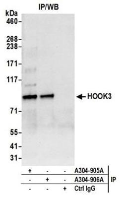 Detection of human HOOK3 by western blot of immunoprecipitates.